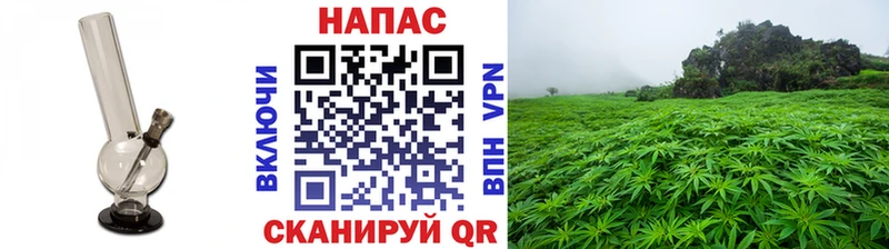 Каннабис MAZAR Северская